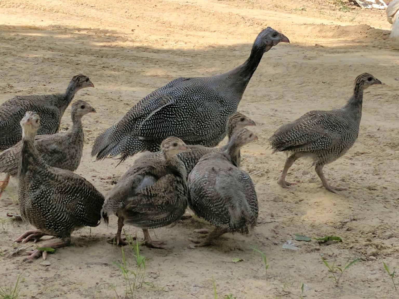 Guinea Fowl